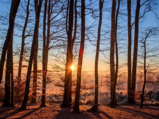 Quam earum qui velit voluptas.